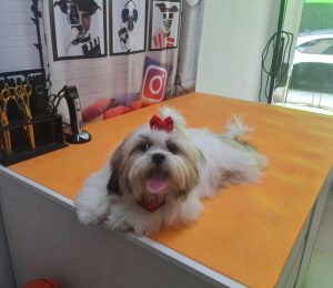 Foto2